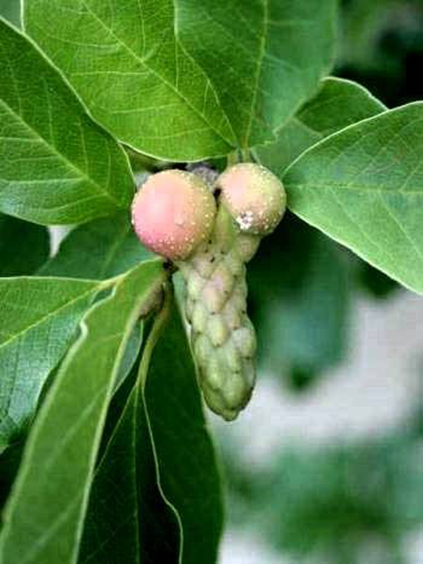 penis plant