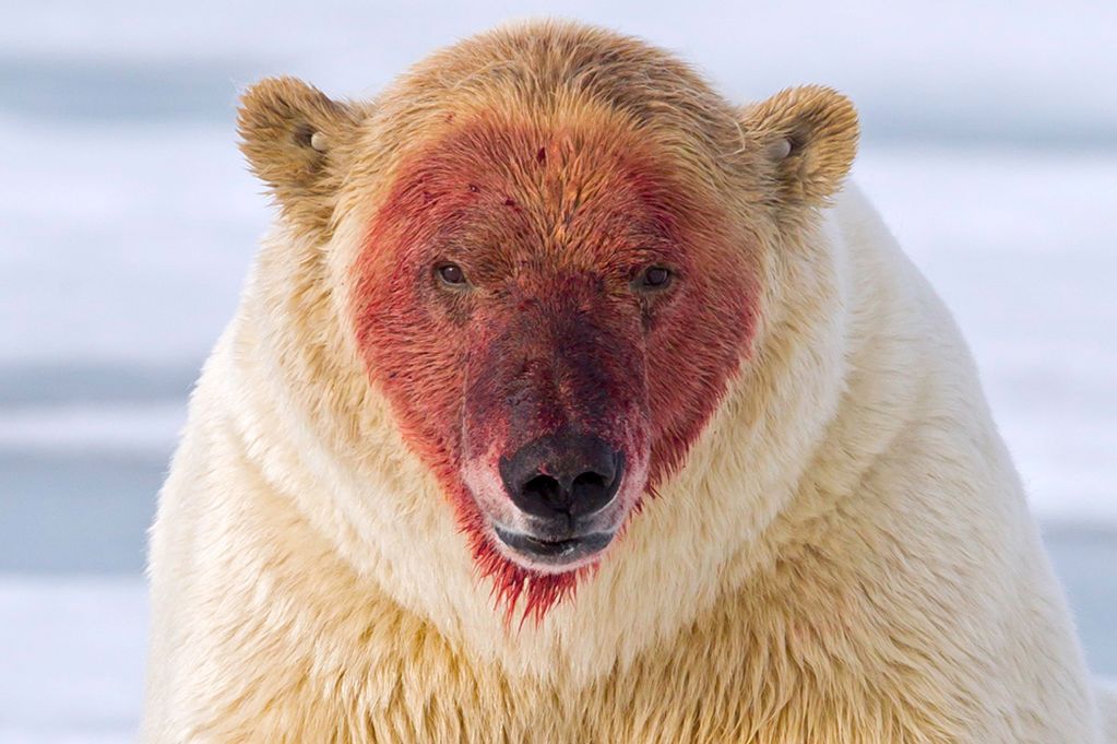polar-bear
